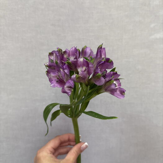 Альстромерия фиолетовая 💜