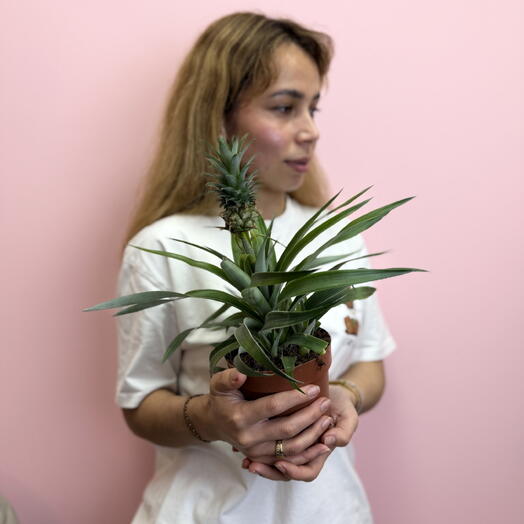Ананас 🍍 Декоративное дерево🌴