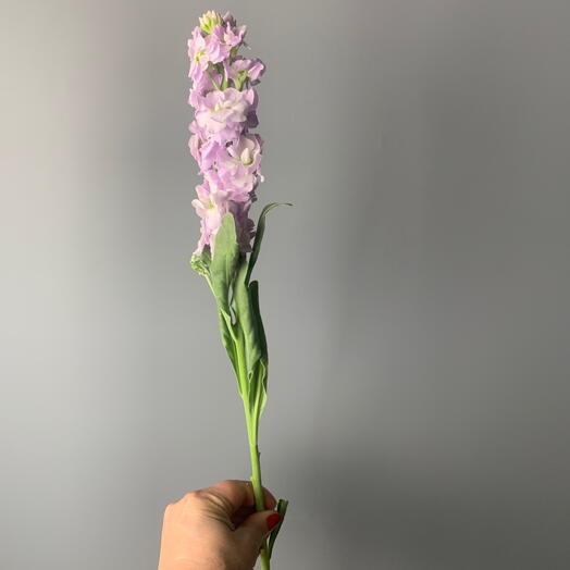Матиолла сиреневая