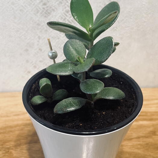 Крассула (лат. Crassula). Больше известное как денежное дерево