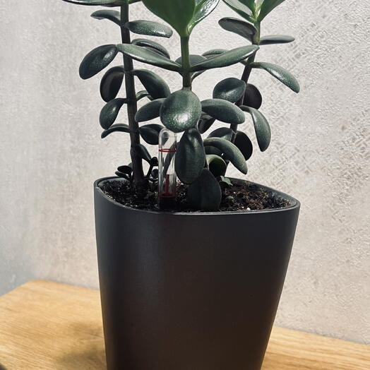 Крассула (лат. Crassula). Денежное дерево