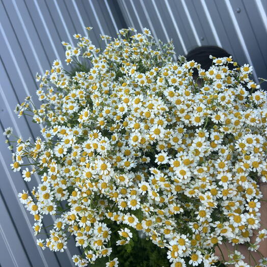 Полевой пышный букет 💐