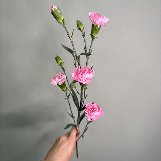 Диантус кустовой розовый