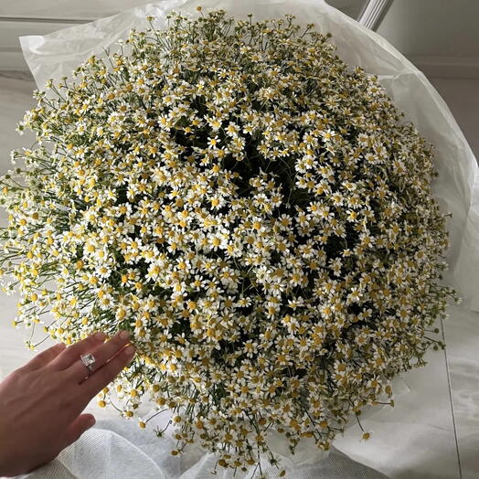 Букет из ромашек (75шт.)