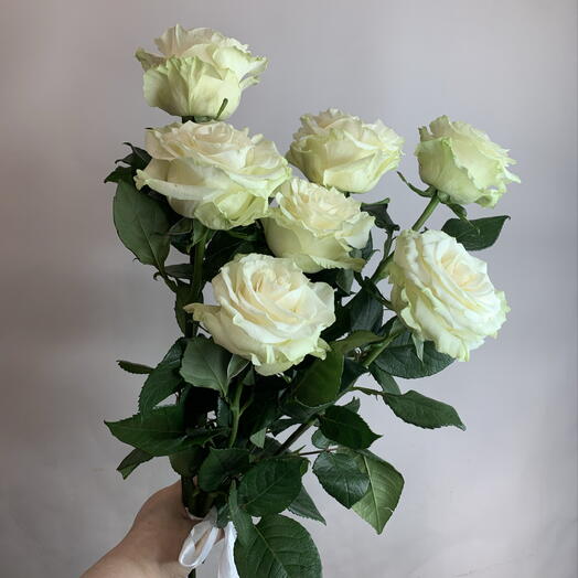 Роза белая мондиаль