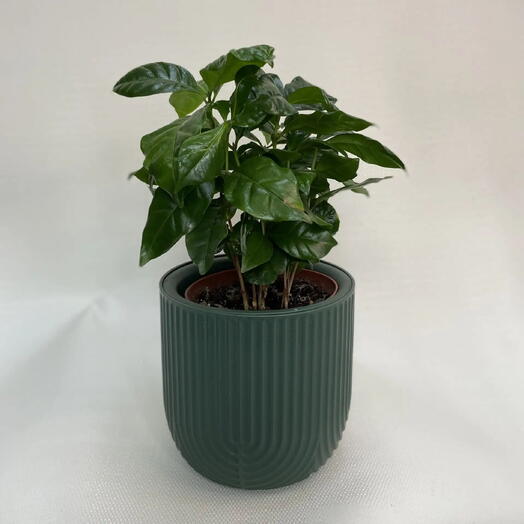 Кофе Арабика / Coffea arabica