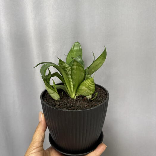Sansevieria en maceta