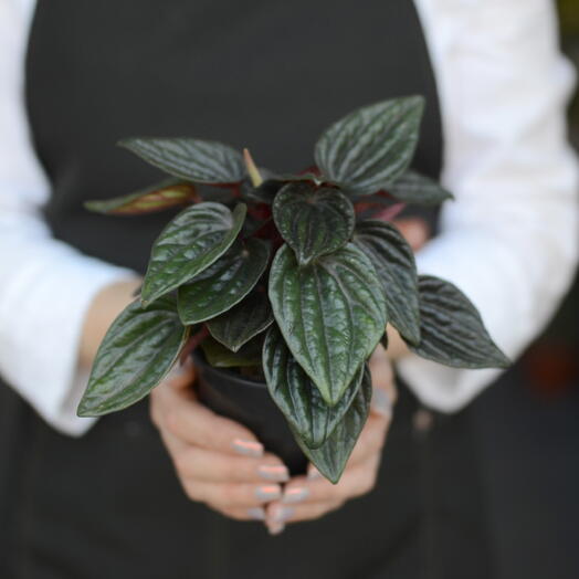 Пеперомия каперата (Peperomia caperata), пеперомия сморщенная