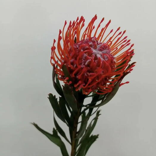 Нутан /nutans Leucospermum cordifolium