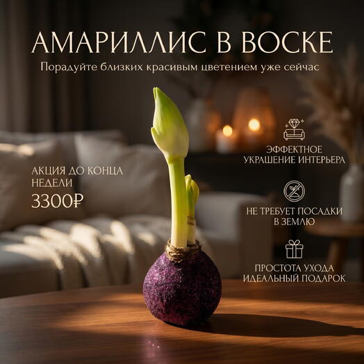 Луковица Амариллиса в воске «Винная искра»