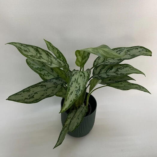 Аглаонема «Сильвер Квин» / Aglaonema  Silver Queen