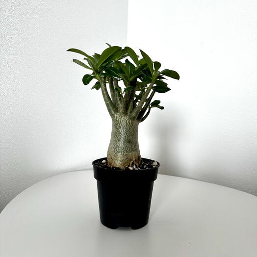 Adenium Baobab