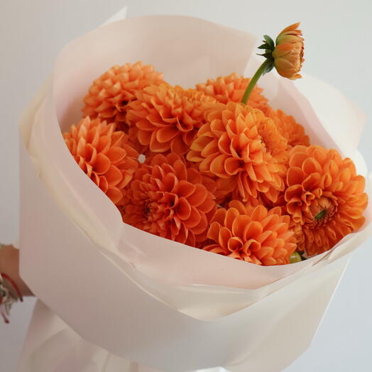 Dahlia Secret