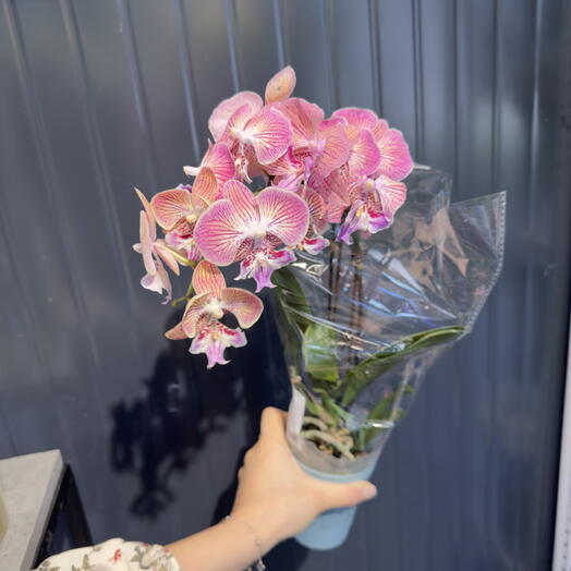 Орхидея фаленопсис в горшочке 🌸 комнатные цветы