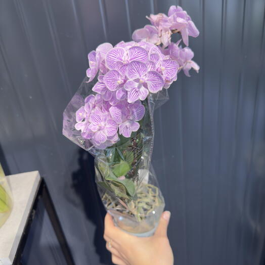 Орхидея Фаленопсис 💜 фиолетовая ажурная