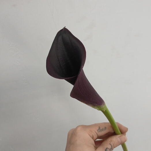 Каллы чёрные 35-40см