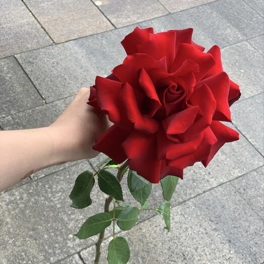 Роза эквадор