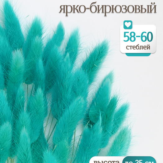 Лагурус ярко-бирюзовый 60 шт. Высший сорт. Высота 25-35 см М244