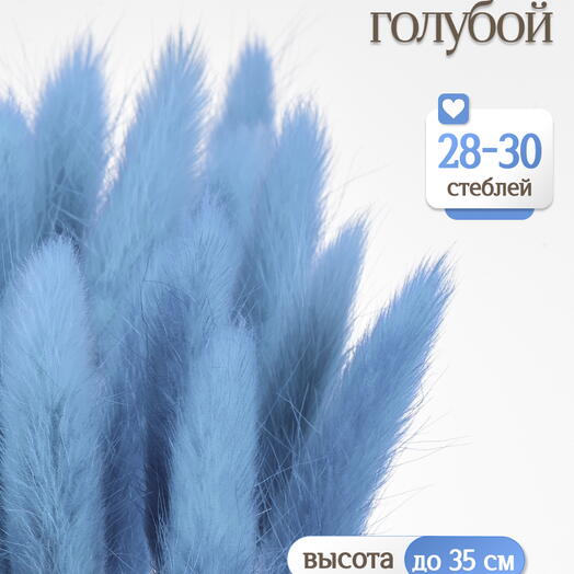 Лагурус голубой 30 шт. Высший сорт. Высота 25-35 см М652