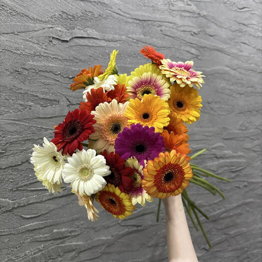 Гербера 25 шт