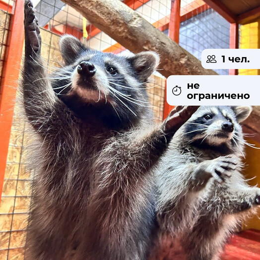 Лесная сказка. Посещение Сибирского зоопарка в Солнечном