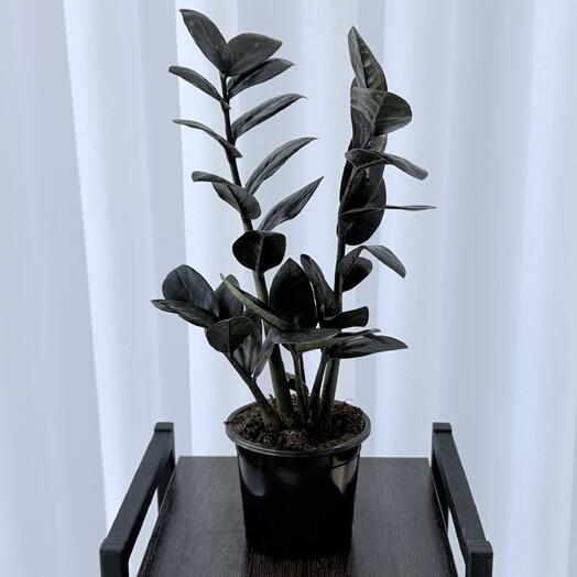 Замиокулькас black
