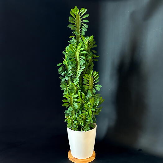 Maranta Homeplants