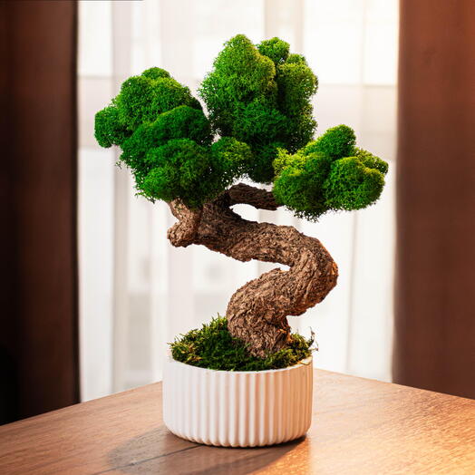Бонсай из стабилизированного мха "tree"