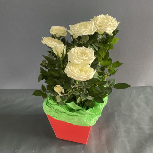 Роза белая Кордана