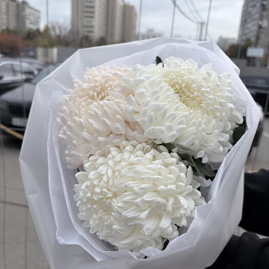 Хризантемы XS