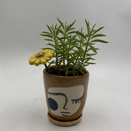 Пеперомия Феррейра (Peperomia Ferreyrae) в керамическом горшке с декором