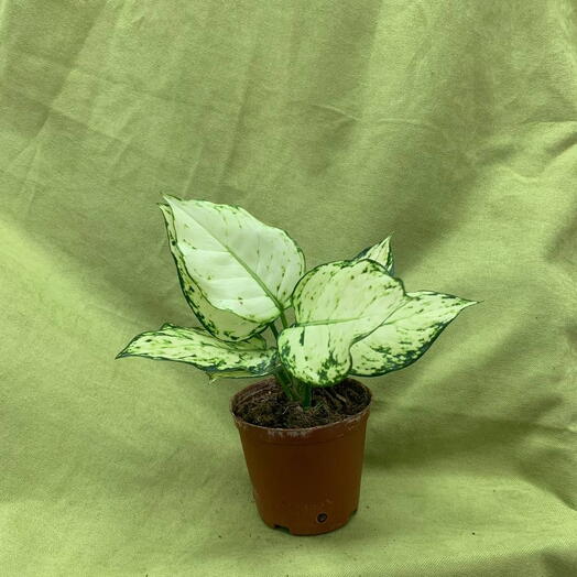Аглаонема Супер Вайт