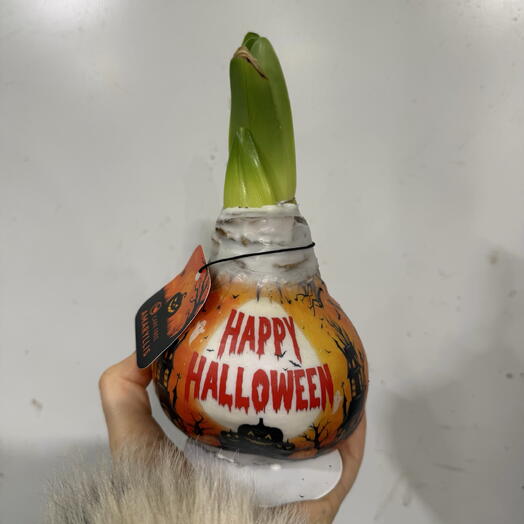 Амариллис в воске Happy Halloween 🎃 Хэллоуин