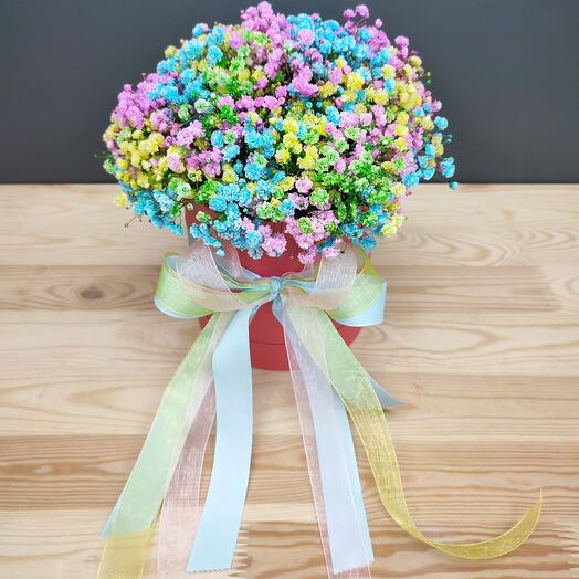 Rainbow gypsophila in a box