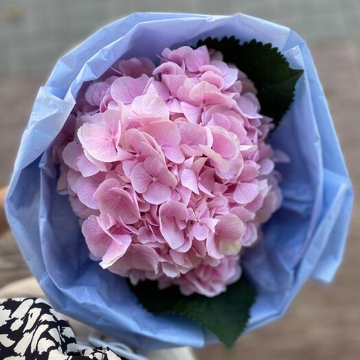 Bouquet of hydrangeas