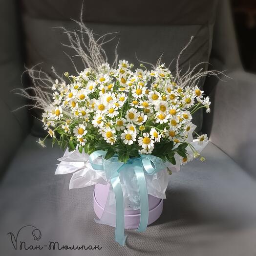 Chamomile field