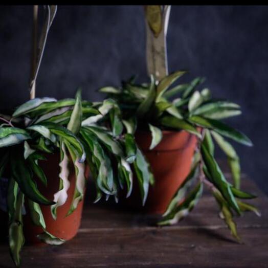 Hoya