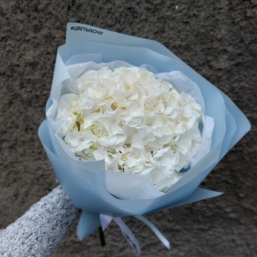 Hydrangea in a package