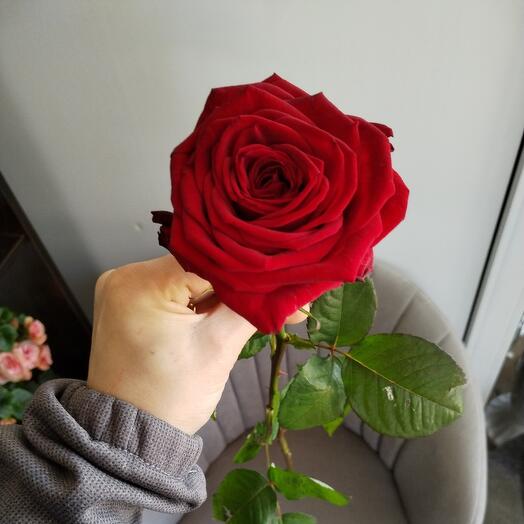 Rose 80cm