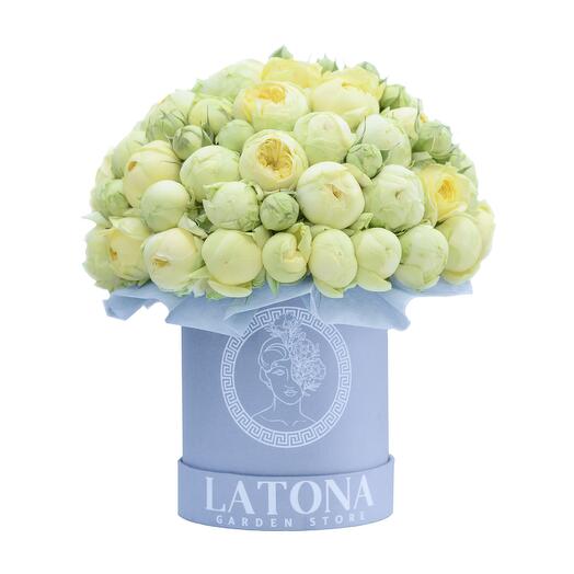 ПАНДОРА кустовые пионовидные розы