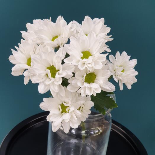Chrysanthemum bush white