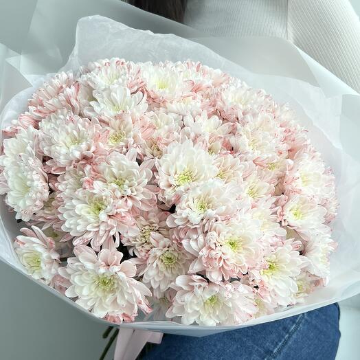 15 rose bush chrysanthemums
