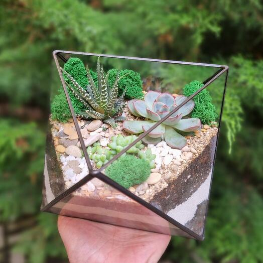 Florarium with succulents in an octahedron