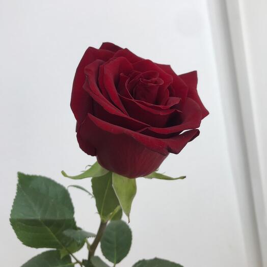 Роза 🌹 Эквадор