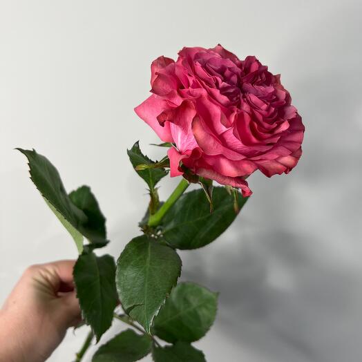 Peony rose country blues Ecuador - 50 cm