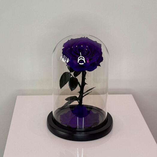 Forever Rose Dark Purple