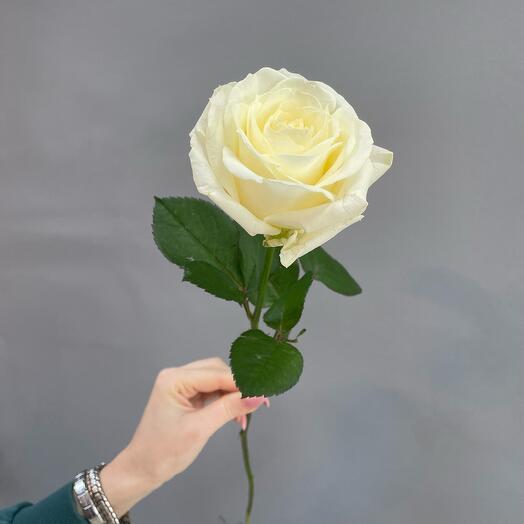 The rose is white