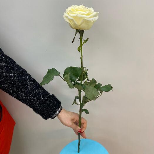 Розы белые Эквадор 70 см