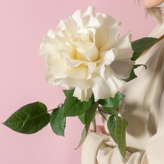 Rosa francesa blanca