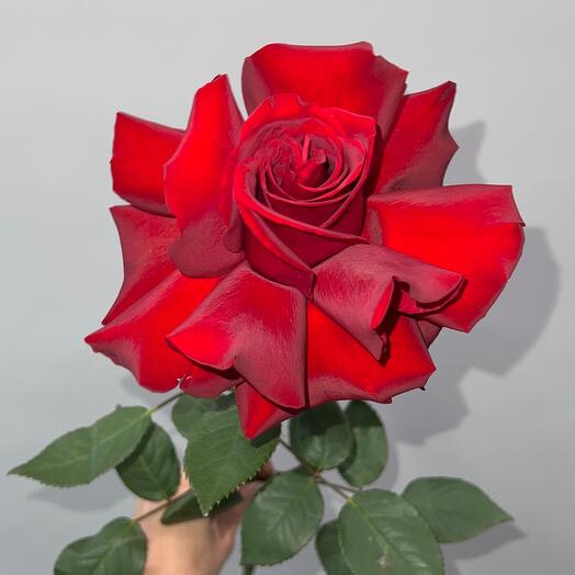 French Red Rose